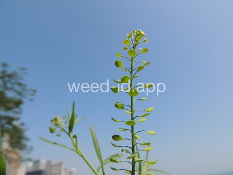 pepperweed, Virginia